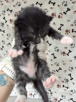 Minnie image 1