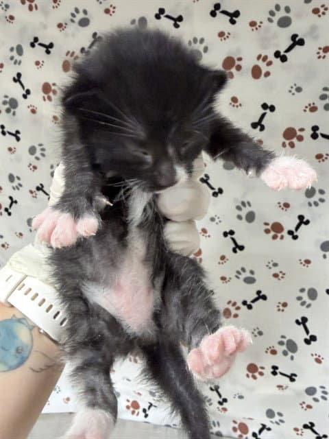 Minnie - Domestic Short Hair