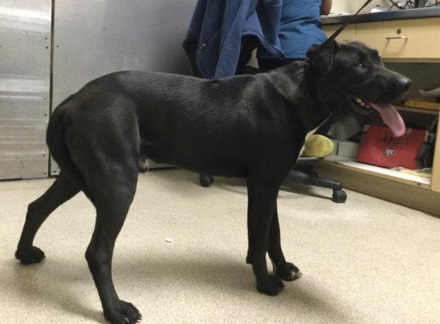 Marco - American Pit Bull Terrier