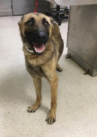 Sweetheart - German Shepherd Dog