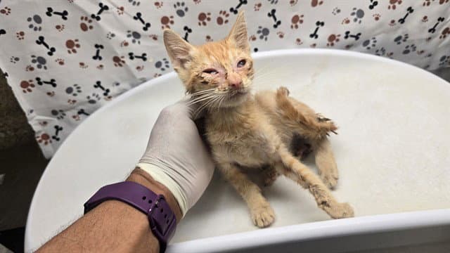 Luke - Domestic Short Hair