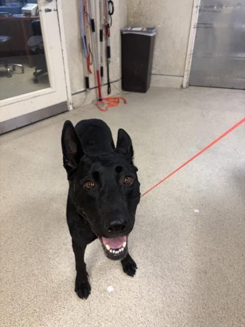 Unknown - Labrador Retriever