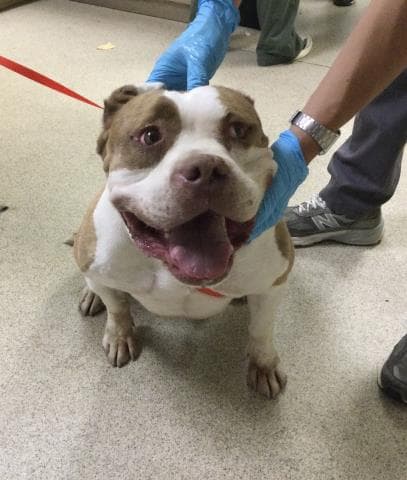 Luna - American Bulldog