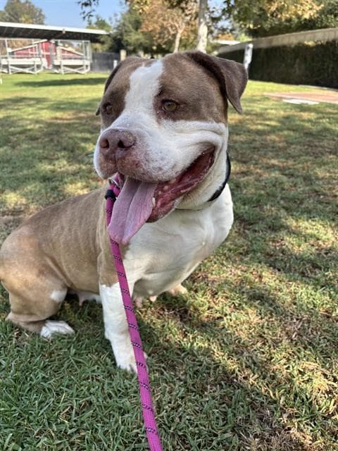 Luna - American Bulldog