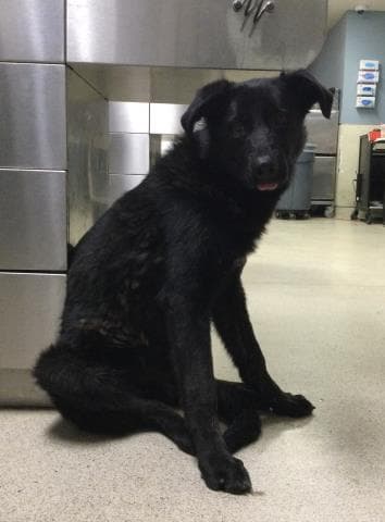 Bagel - German Shepherd Dog