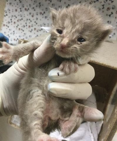 Unknown - Domestic Short Hair