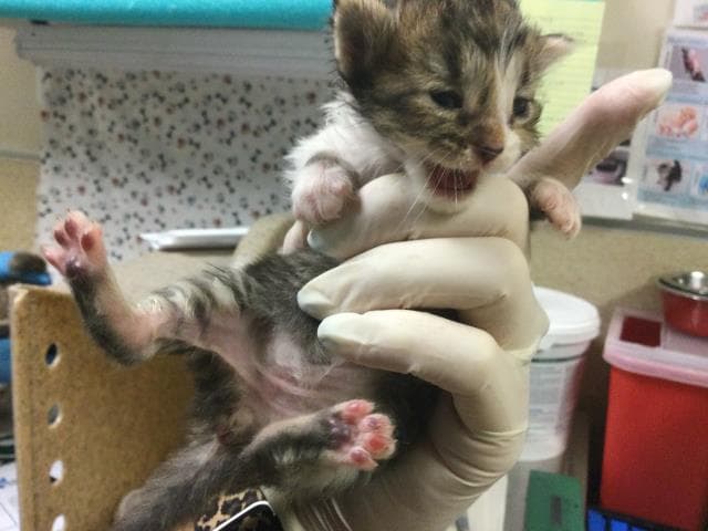 Unknown - Domestic Short Hair