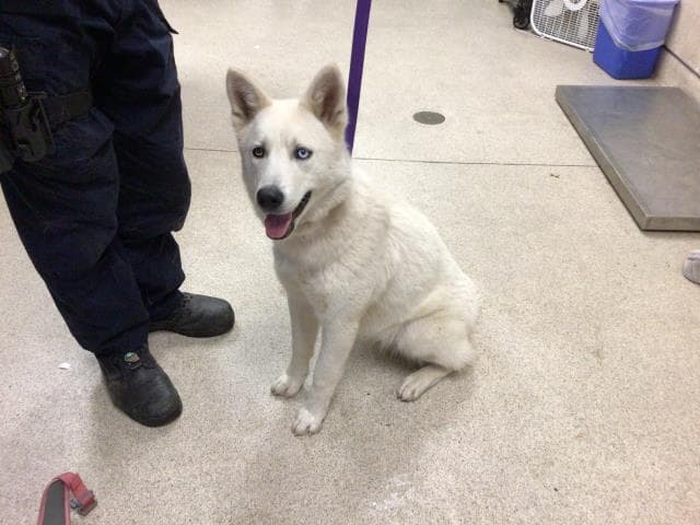 Daisy - Siberian Husky