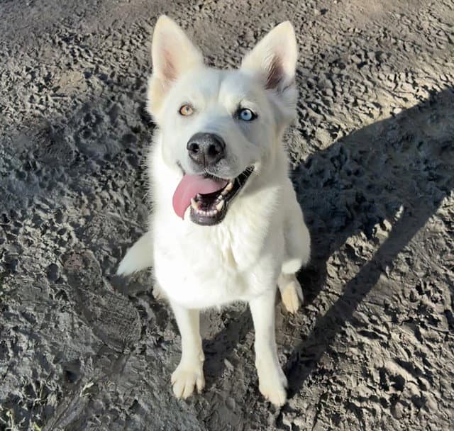 Daisy - Siberian Husky