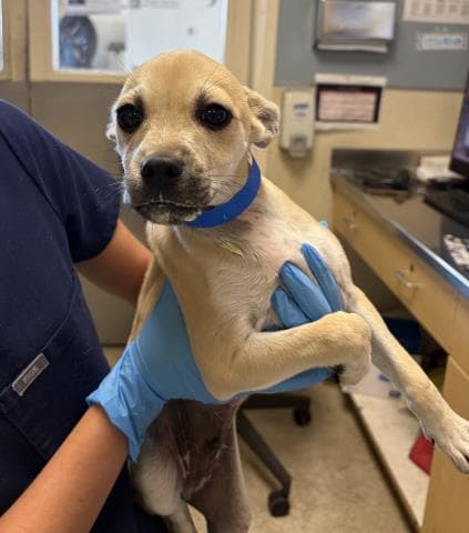 Baelii Blue - Chihuahua