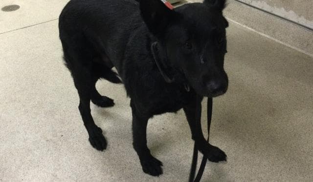 Unknown - German Shepherd Dog