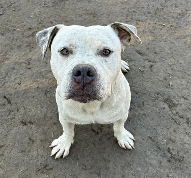 Cutie - Pit Bull Terrier