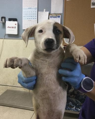 Butter - Pit Bull Terrier
