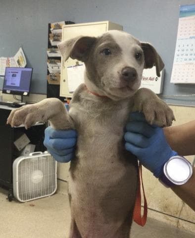 Vanilla - Pit Bull Terrier