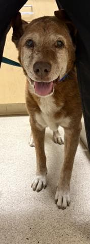 Eugene - Pit Bull Terrier