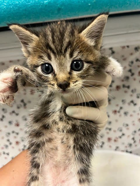 Peach - Domestic Short Hair