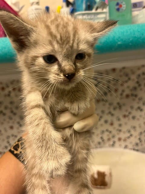 Yoshi - Domestic Short Hair