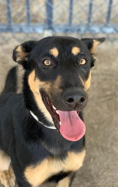 Gumdrop - German Shepherd Dog