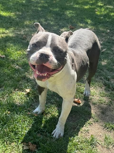 Betty - Pit Bull Terrier