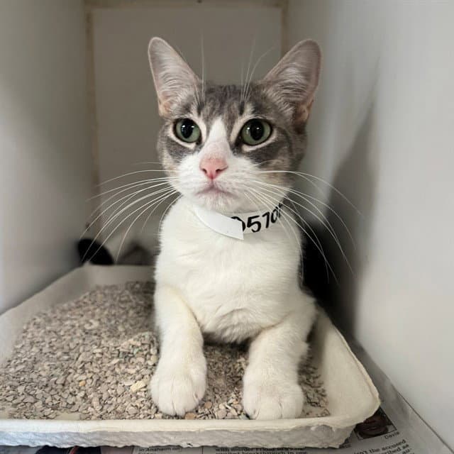 Mila - Domestic Short Hair