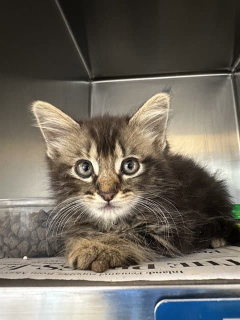 Cleopatra - Domestic Medium Hair