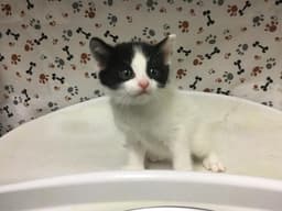 Finn image 1