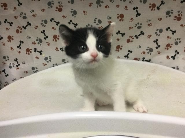Finn - Domestic Short Hair