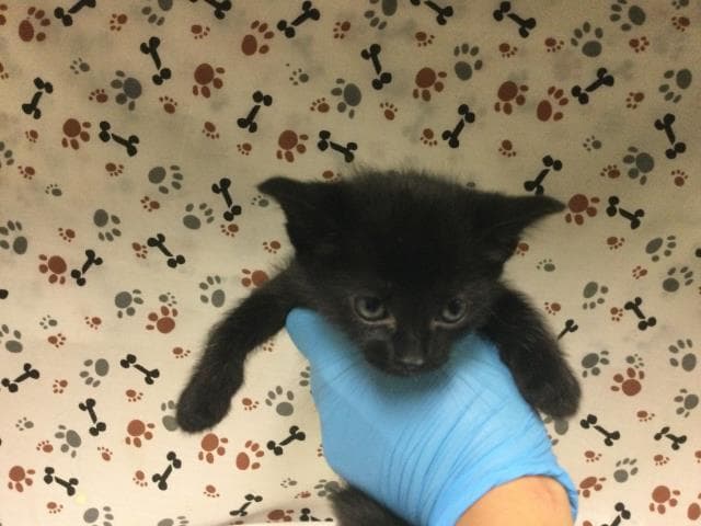 Bimo - Domestic Short Hair