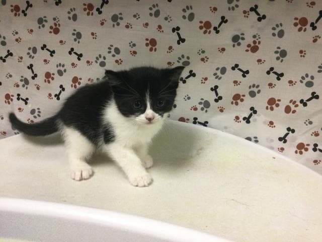 Jake - Domestic Short Hair