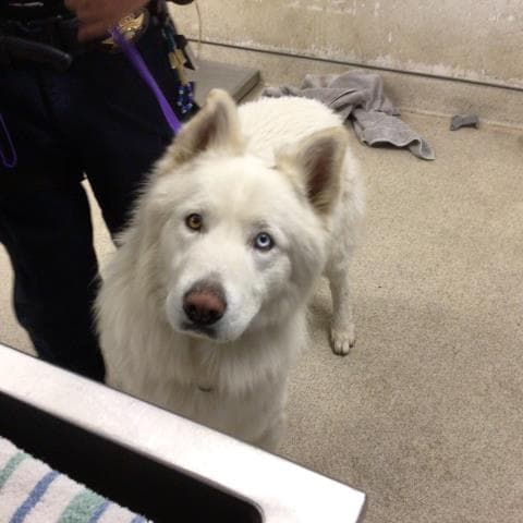 Dash - Siberian Husky