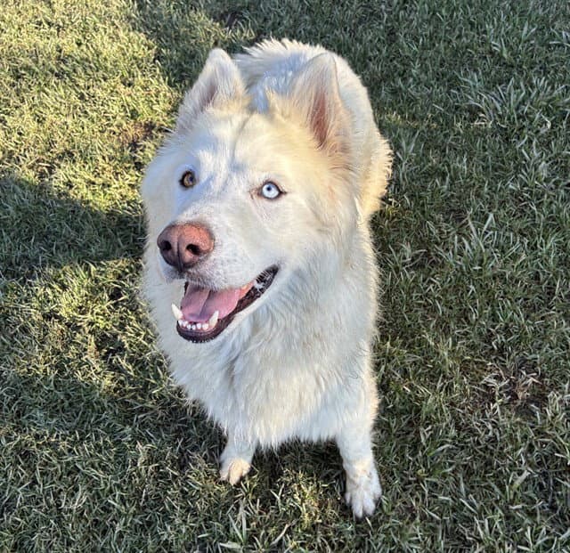 Dash - Siberian Husky