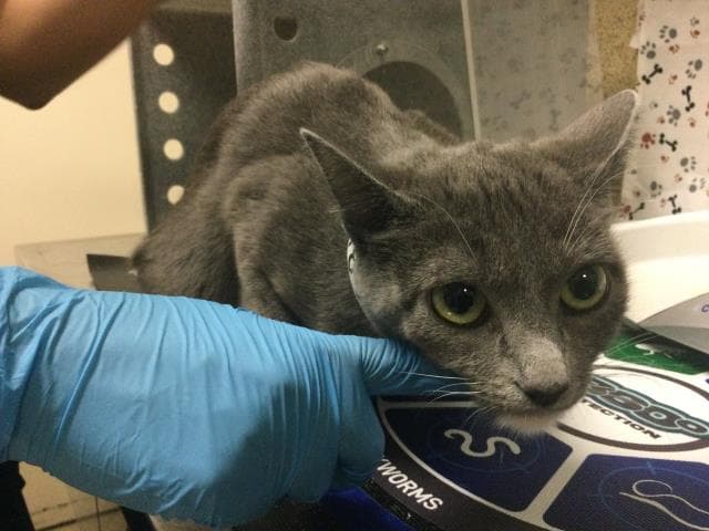 Lola - Domestic Short Hair