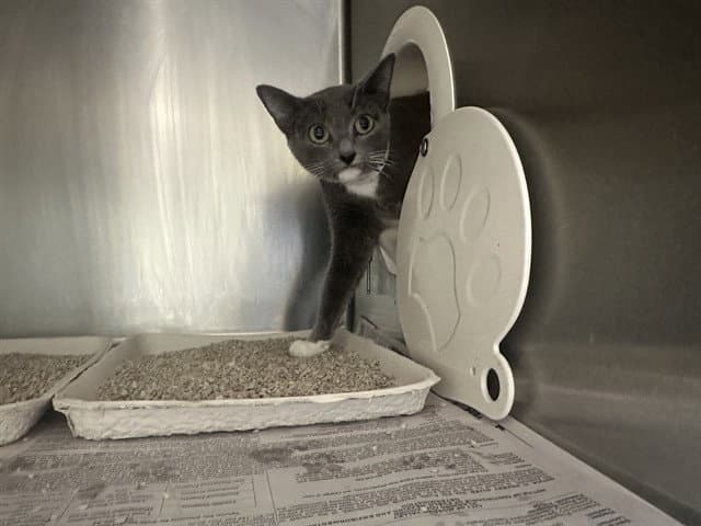 Lola - Domestic Short Hair