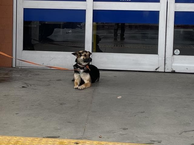 Princess - German Shepherd Dog