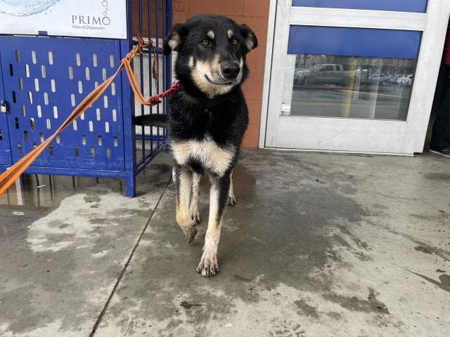 Diamond - German Shepherd Dog