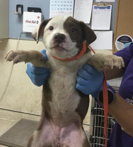 Cookie - Pit Bull Terrier