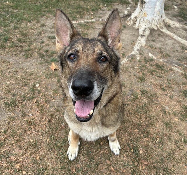 Wilma - German Shepherd Dog