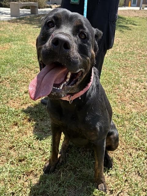 Roxy - Rottweiler