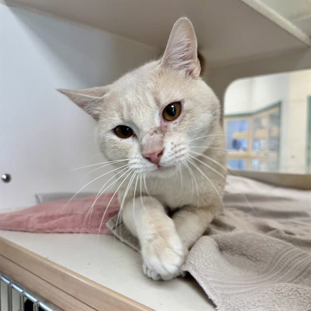 Baki - Domestic Short Hair