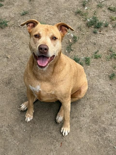 Mama May - Pit Bull Terrier