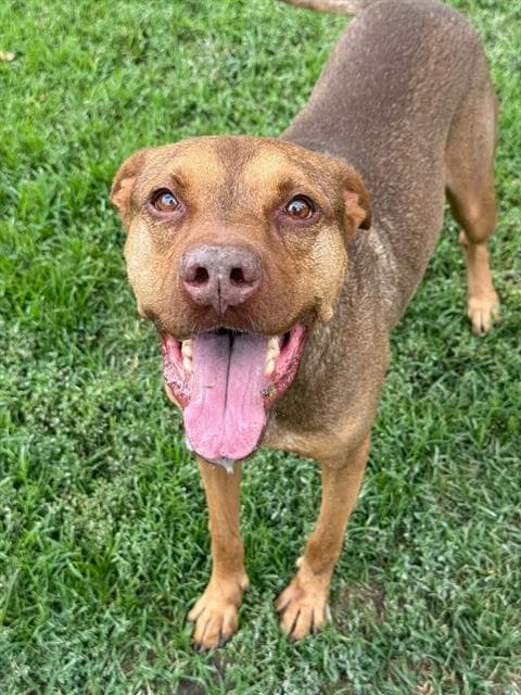 Scrappy - Pit Bull Terrier