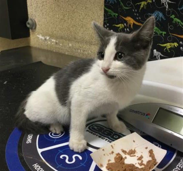 Domino - Domestic Short Hair