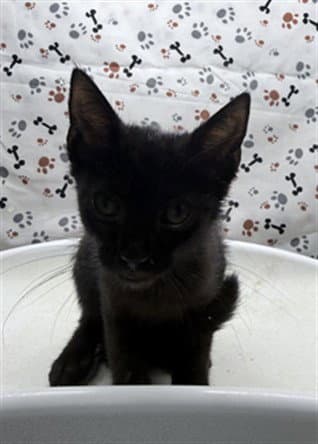 Sarah - Domestic Short Hair