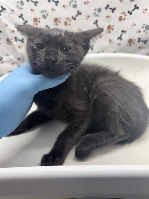 Winifred - Domestic Short Hair