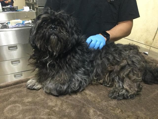 Quincy - Shih Tzu