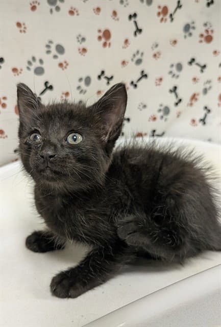 Derpy - Domestic Short Hair