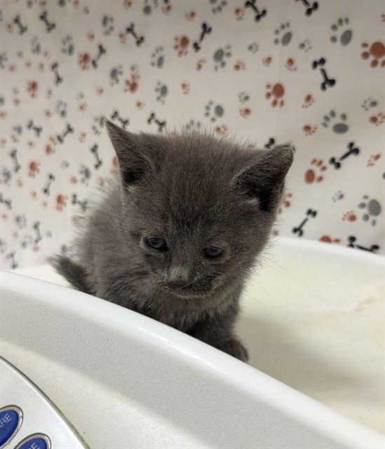 Sussy - Domestic Short Hair