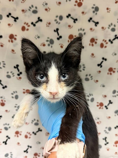 Tofu - Domestic Short Hair