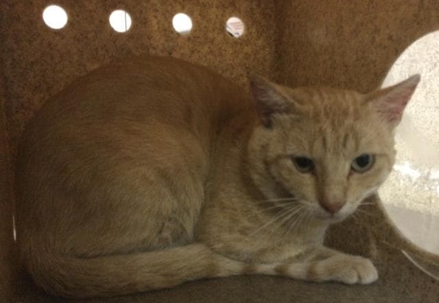 Pablito - Domestic Short Hair
