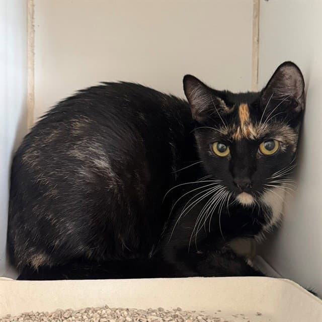 Mirage - Domestic Short Hair
